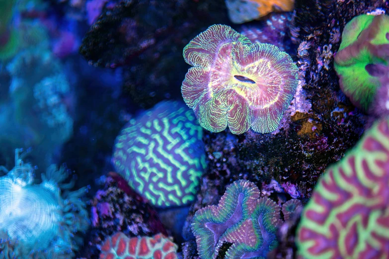 a close up po of colorful and diverse sea creatures