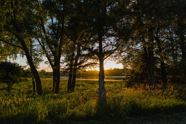 the sun is shining through the trees on the road