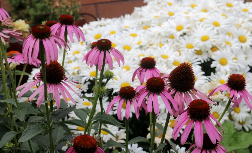 a field full of purple and white flowers