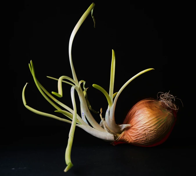 an onion with stem attached to it on the black background