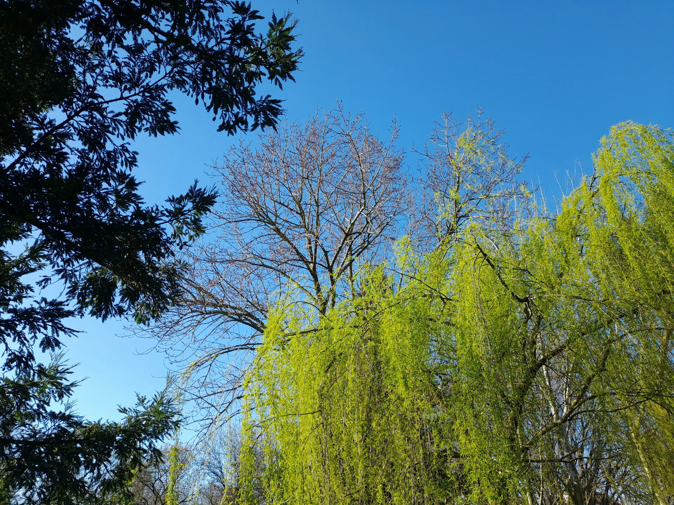 there is a tall tree in the middle of the forest