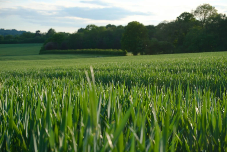 tall grass has been cut down and ready to be used