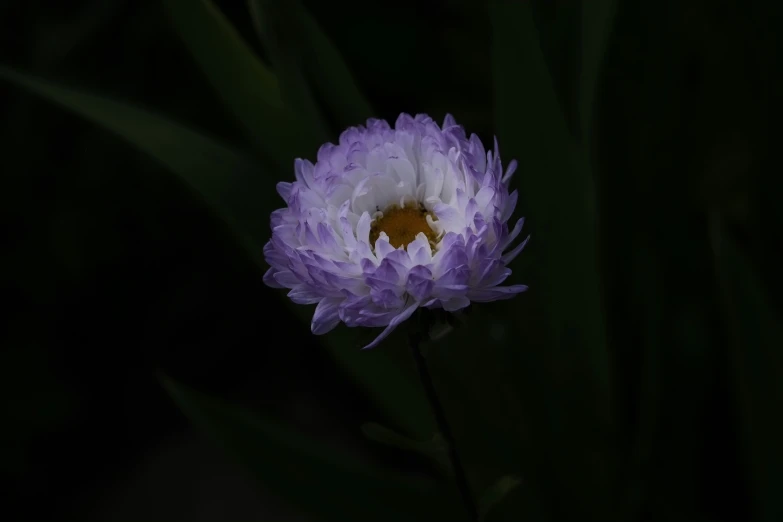 purple flower in front of dark background