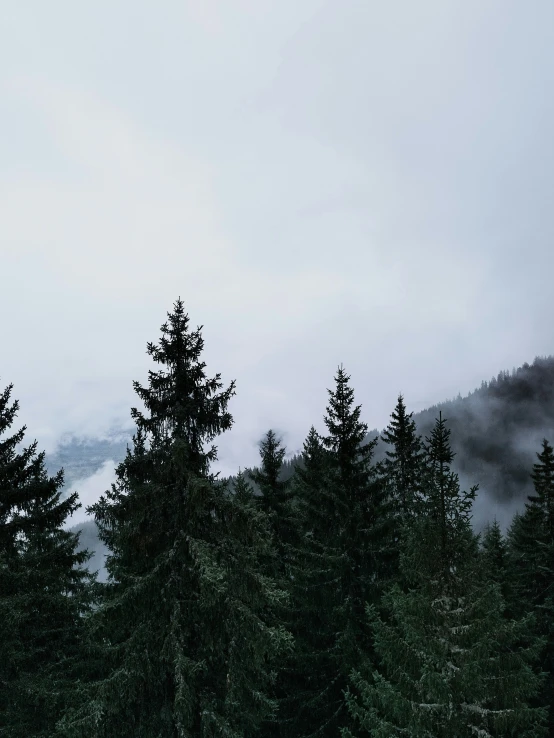 the view from behind evergreen trees with fog hanging over