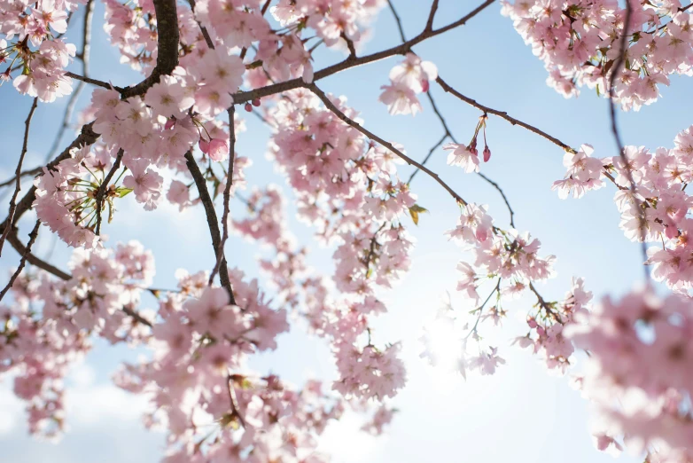 cherry blossoms against the blue sky on a sunny day