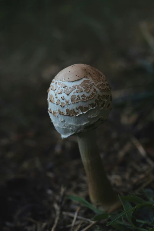 the small white mushroom is growing out of the dirt