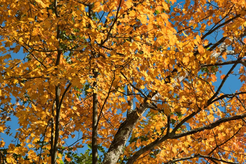 trees with bright yellow leaves in a blue sky