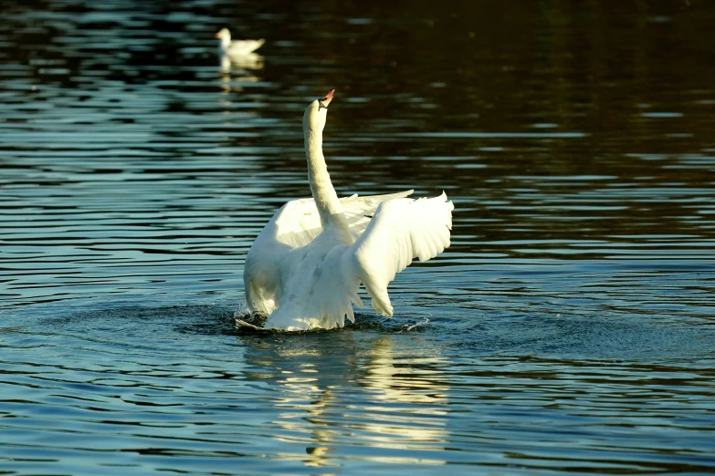 two white birds in the middle of a pond