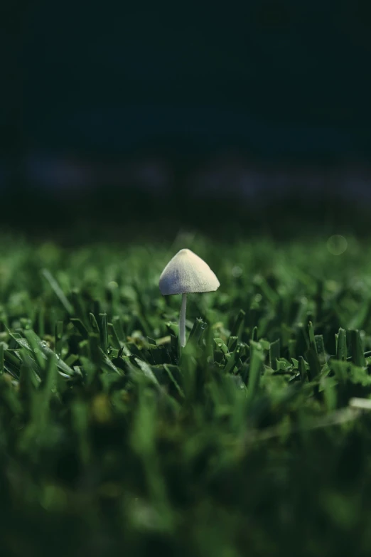 a mushroom in the grass that appears to be a white one