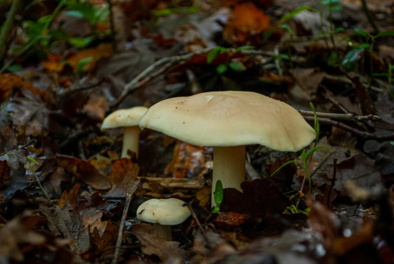 a group of small mushrooms sitting on top of leaves