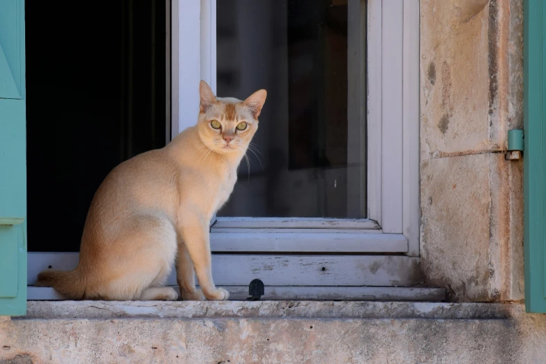 a cat is sitting by the open window