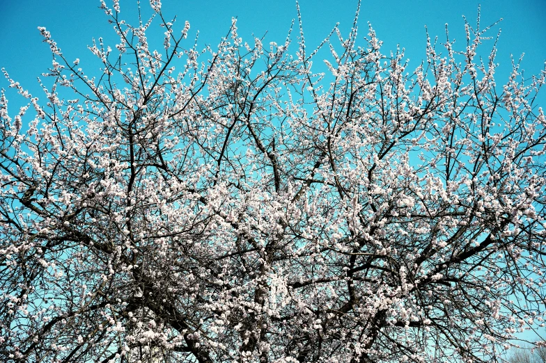 some very pretty looking leaves on a tree