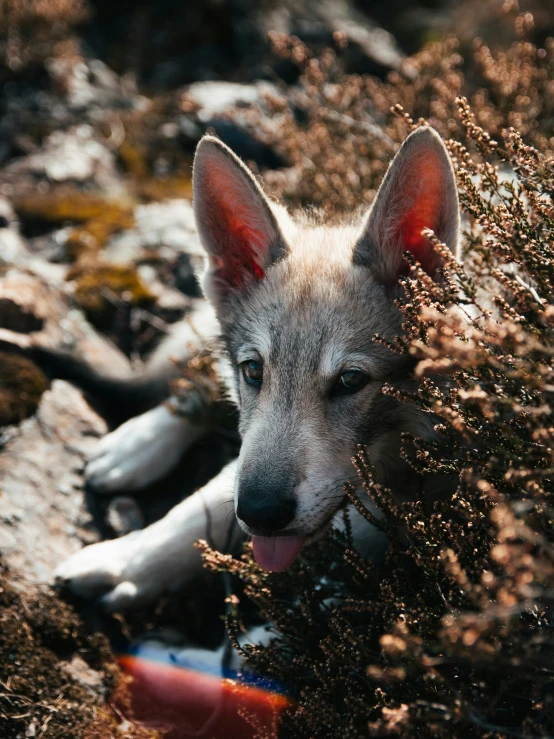 a wolf laying on top of a field covered in grass