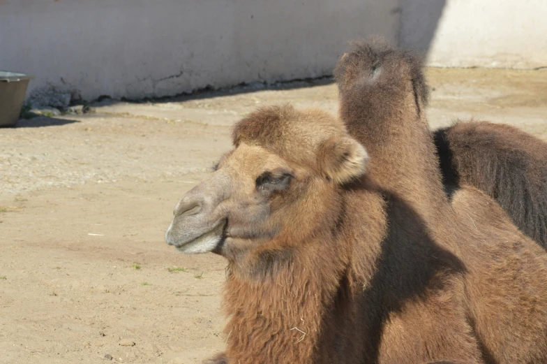 an animal that is standing up and looking ahead