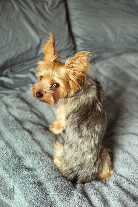 a small dog sitting on top of a bed