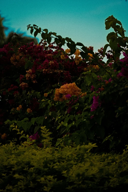 a dark background with pink flowers in the foreground and leaves in the background