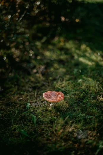 a mushroom that is on the ground outside