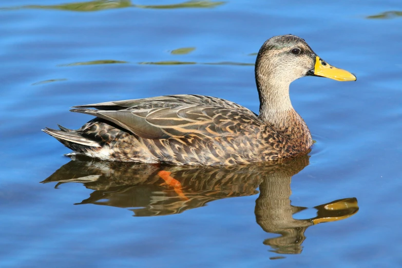 a close up of a duck in the water