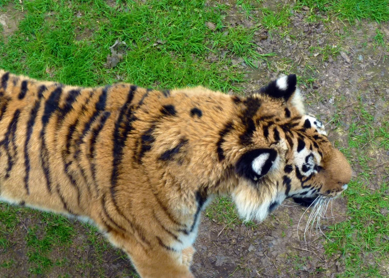 there is a tiger that is standing in the grass