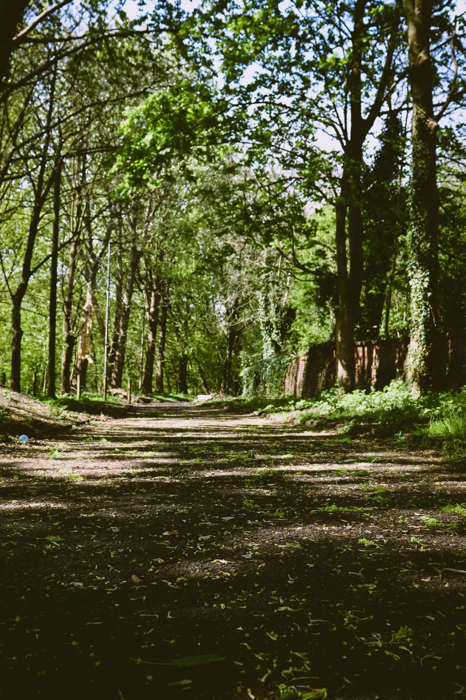 a path in the woods with trees and grass