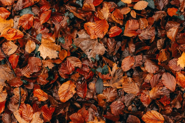 some leafy brown and green leaves with orange and red colors