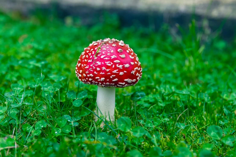 the large mushroom has tiny red dots on its cap