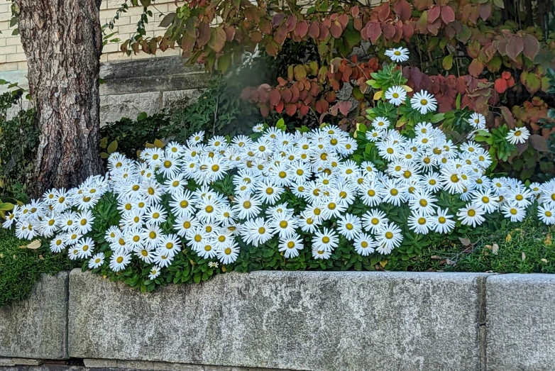 there are daisies that are blooming in the grass next to a fire hydrant