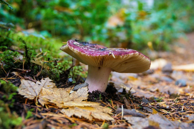 a single mushroom on the ground surrounded by fallen leaves