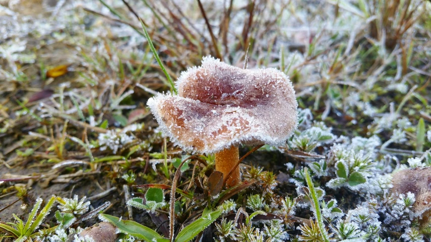 an interesting picture of a small flower and its frosty petals