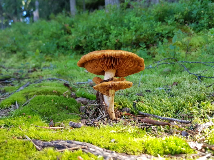 a mushroom that is on the ground in the grass