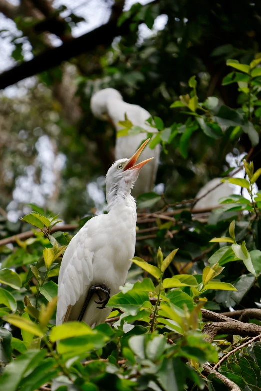 a bird standing on top of a lush green tree