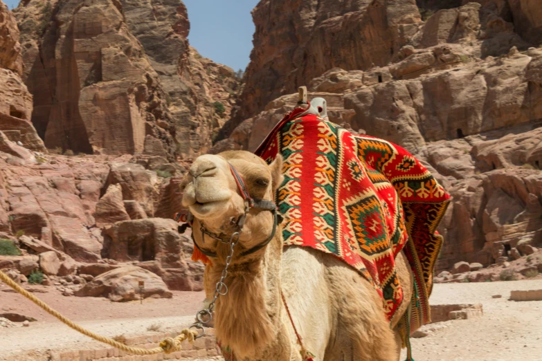 a camel with an elaborate blanket sits on the sand in front of a rocky landscape