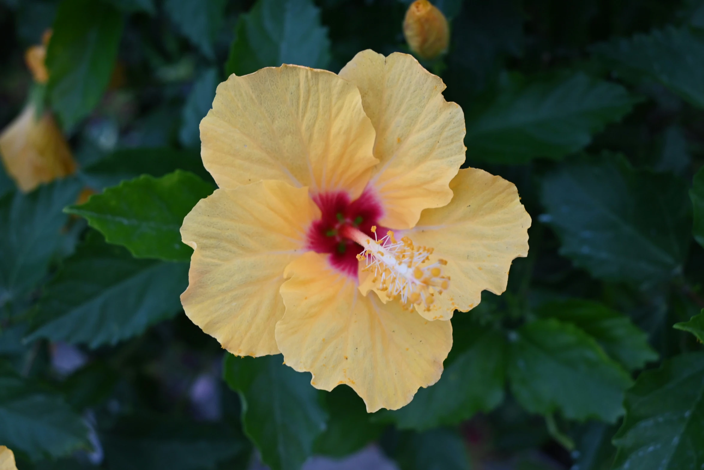 yellow and red flower with large green leaves