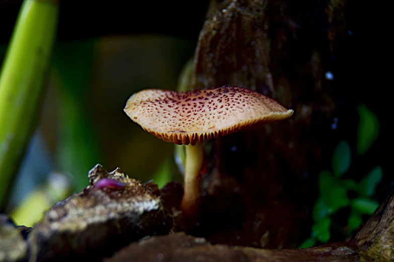 a close up view of a small mushroom