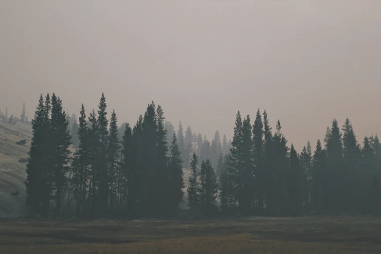 a foggy forest with a hillside in the background