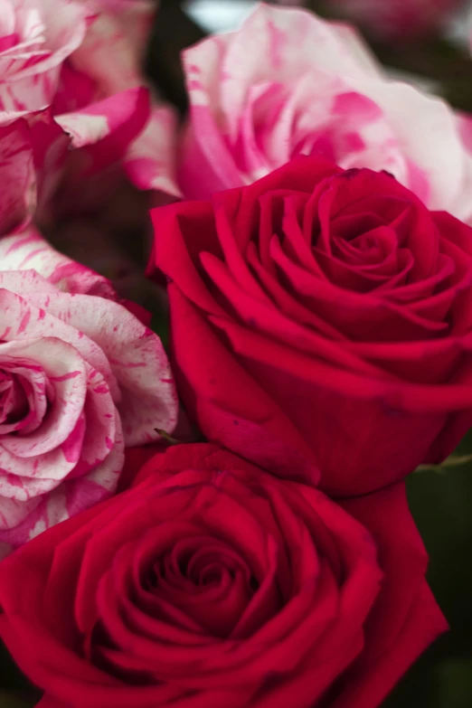 three pink roses sitting on top of each other