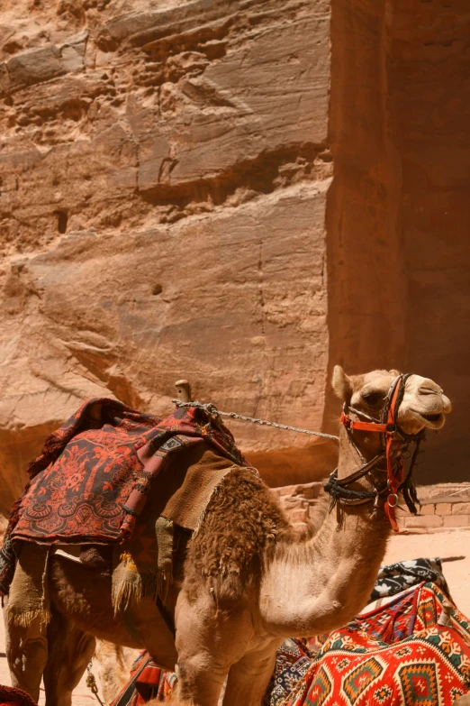 a camel in an unidentifiable scene with no one around