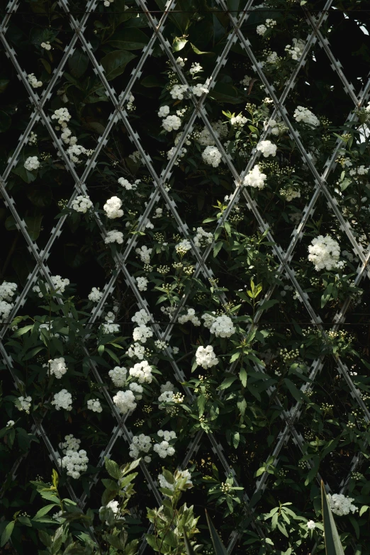 a chain link fence is adorned with white flowers