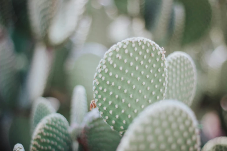 closeup of a cactus plant in the foreground