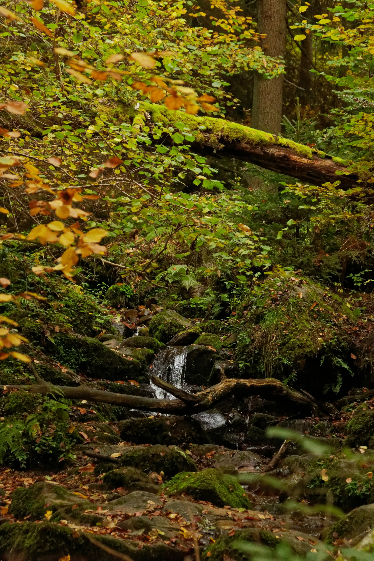 some leaves and a small stream in a green forest