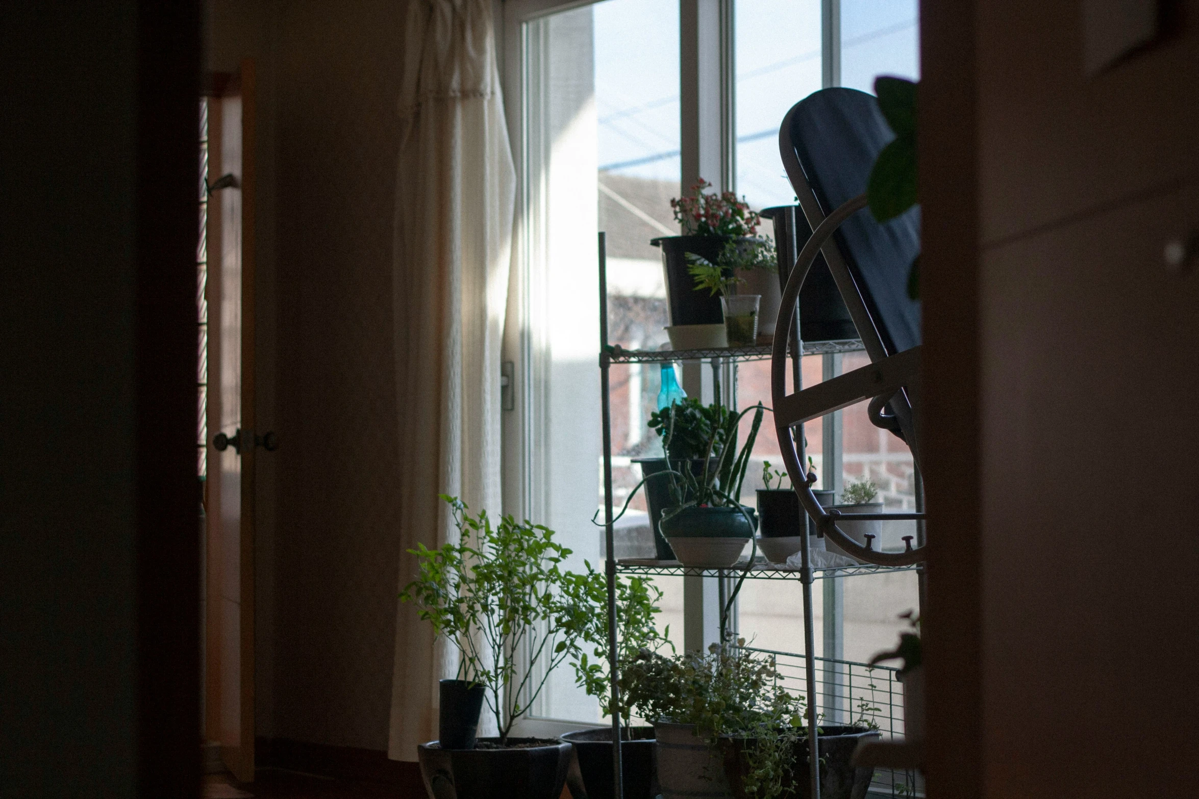 a window on a wall near plants and a cat