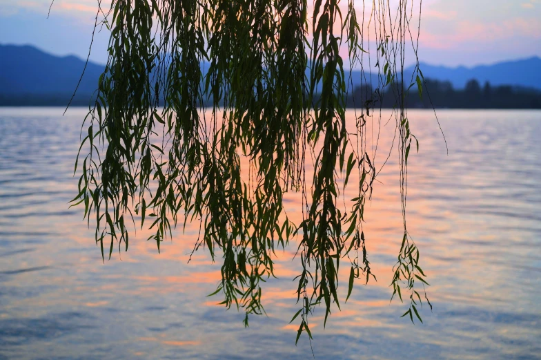 nches hanging over water near shore at sunset