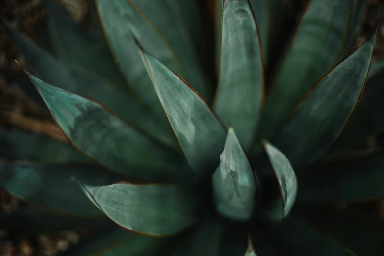 a large green plant with leaves close up