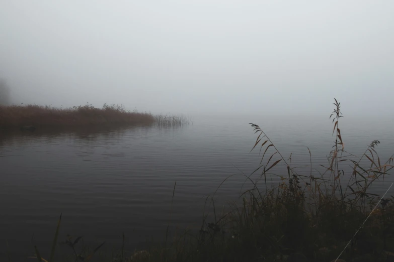 two birds on a foggy lake near a reedbed