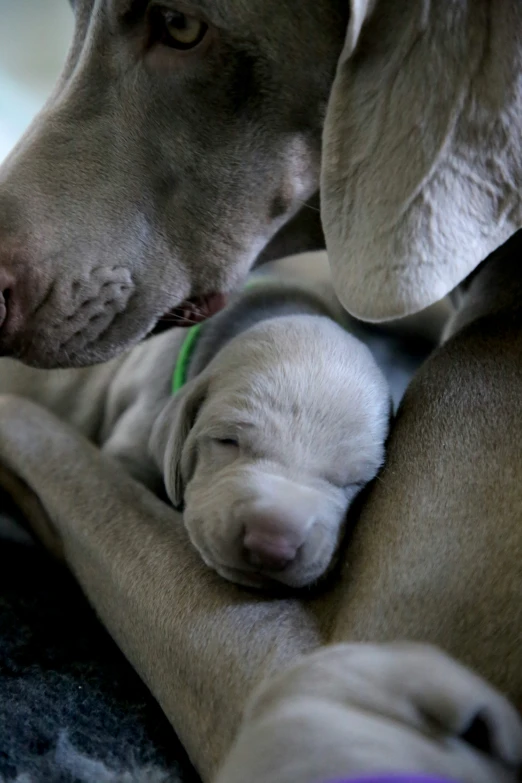 a baby dog lying in a woman's lap