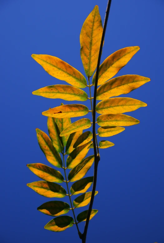 close up of yellow leaf against blue sky