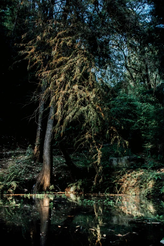 there is a lonely tree by the water