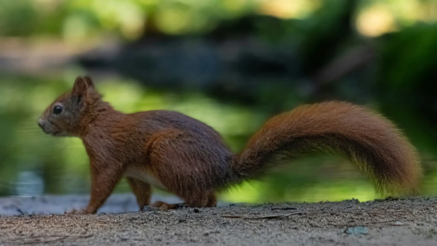 an adorable red squirrel stands near water on sand