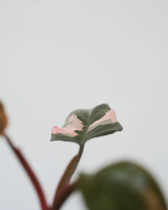 a flower with a light red center being blown