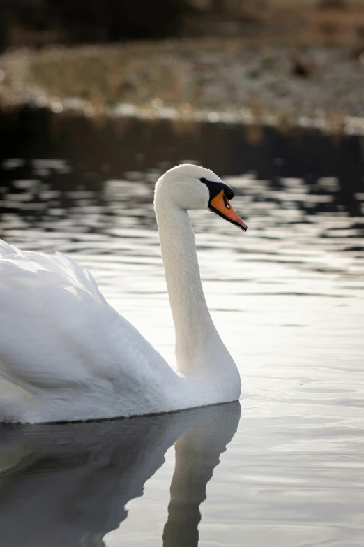 a swan with its beak open in the water